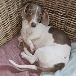 Alouette - Gladharige Piebald 